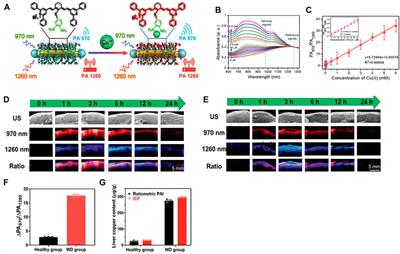 Frontiers Near Infrared Ii Bioimaging For In Vivo Quantitative Analysis